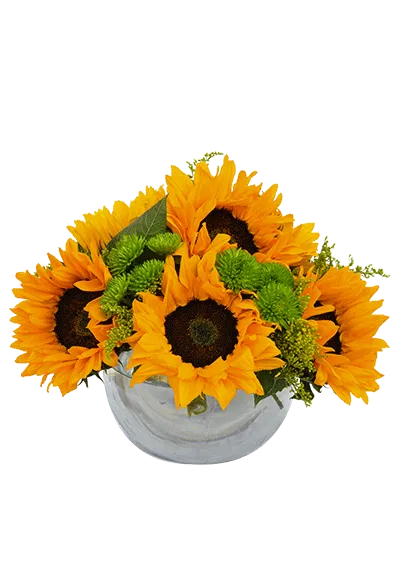 Sunflower Surprise